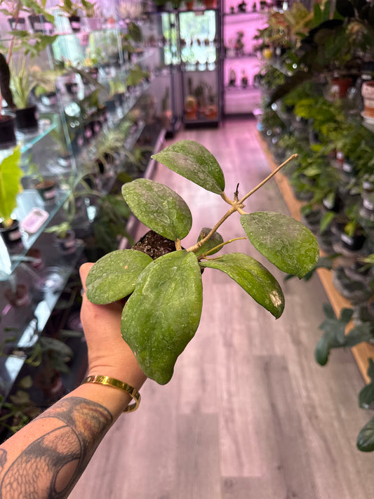Hoya Ricardo 'ruby' (#662163328)