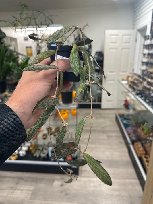Hoya Sigillatis (#977961172)