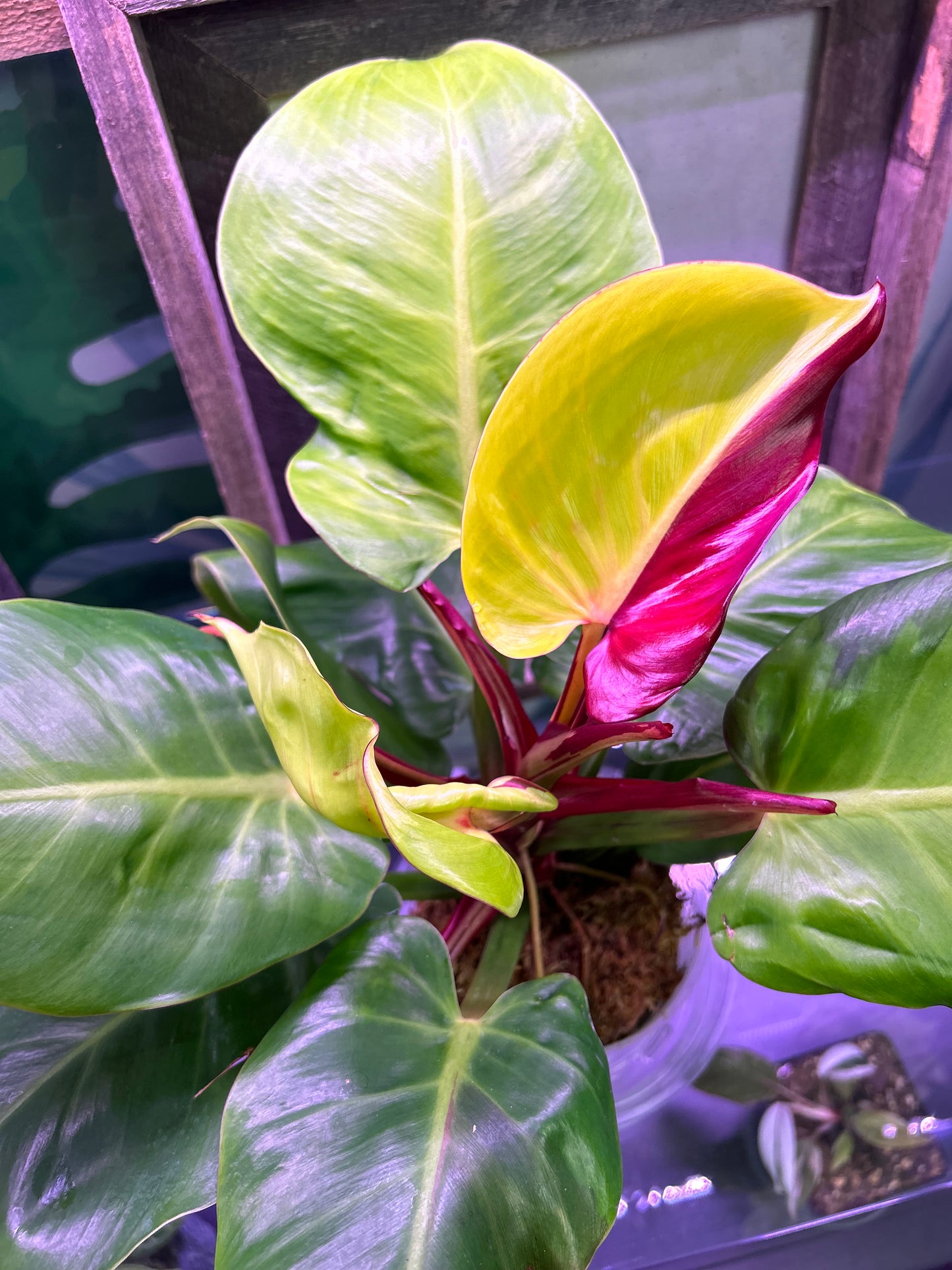 Philodendron Red Moon [ID #48778378542]