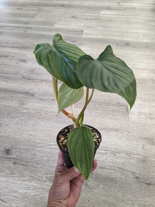 Philodendron plowmanii (4") [ID #PPLOW4]