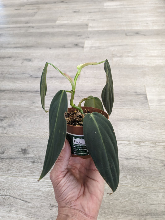 Philodendron Gigas (3") [ID #PHILG3]