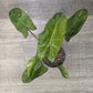 Philodendron Paraiso Verde [ID #12349035]