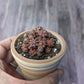 Gymnocalycium mihanovichii 'T-Rex' [ID #38427185048]