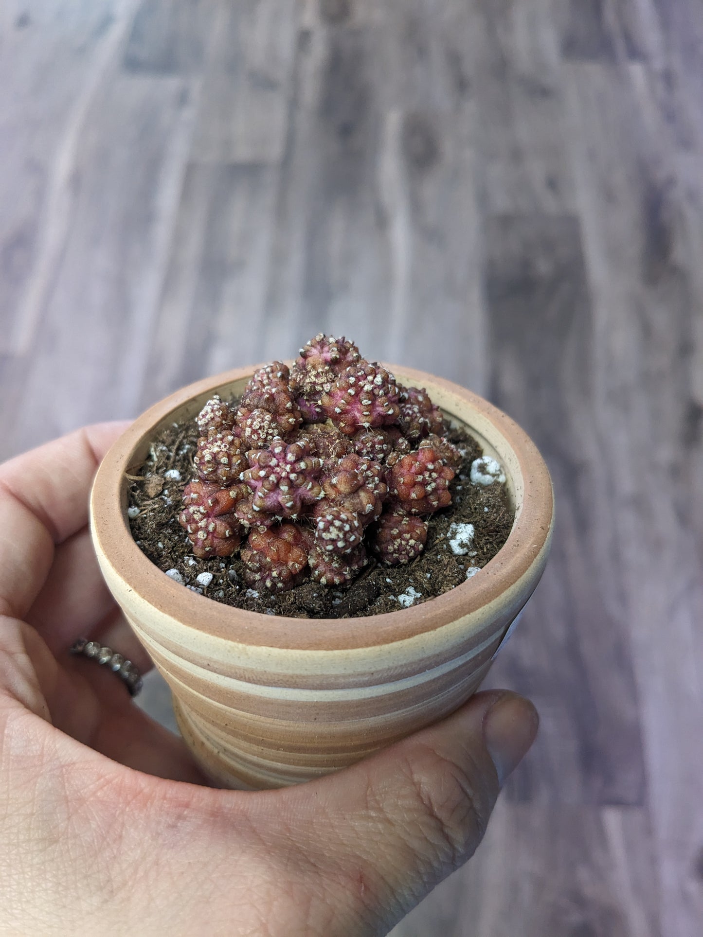 Gymnocalycium mihanovichii 'T-Rex' [ID #38427185048]