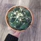 Coryphantha sp. [ID #83402943434]