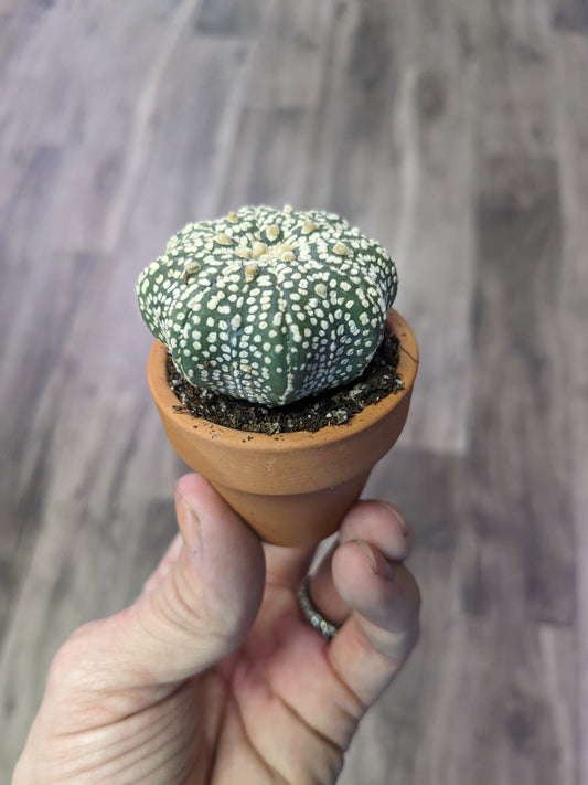 Astrophytum asteria [ID #76855138114]