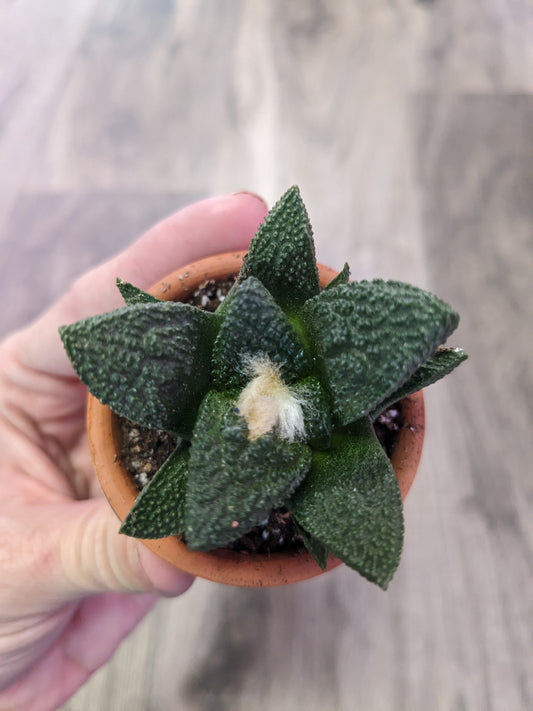 Ariocarpus Godzilla' [ID #54913718930]