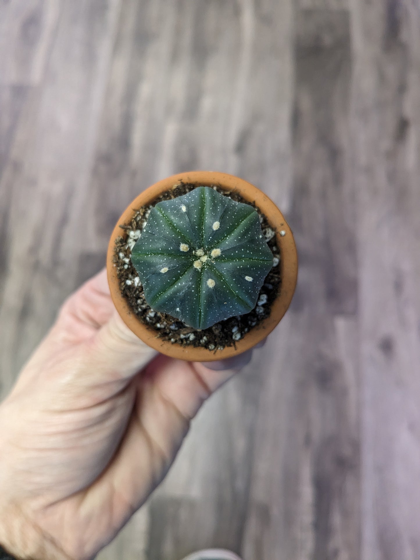 Astrophytum asteria [ID #75610403085]