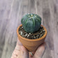 Astrophytum asteria [ID #75610403085]