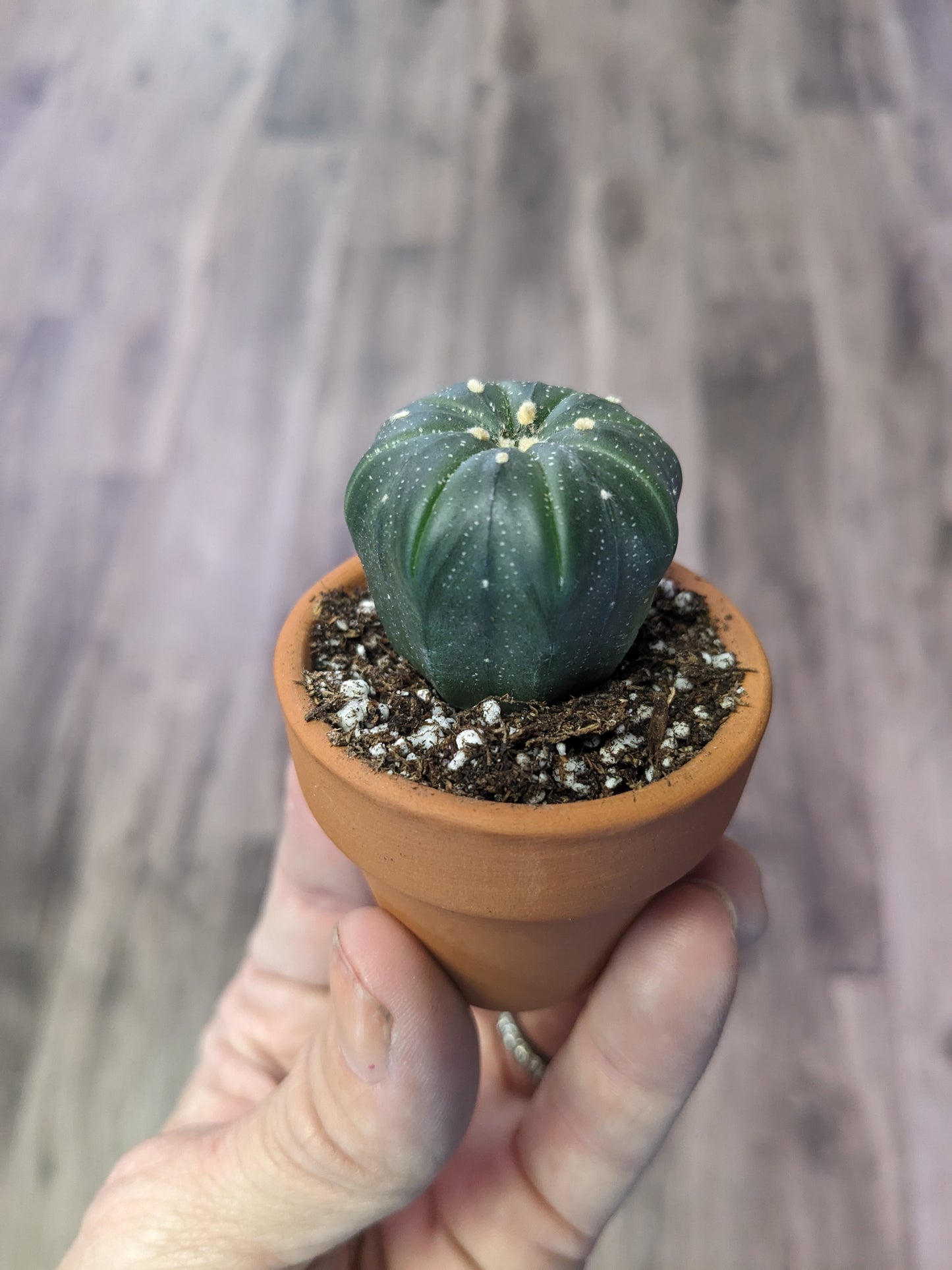 Astrophytum asteria [ID #75610403085]