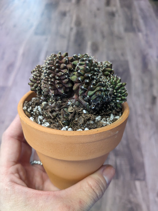 Gymnocalycium inermis cristata (3.5") [ID #71447452965]