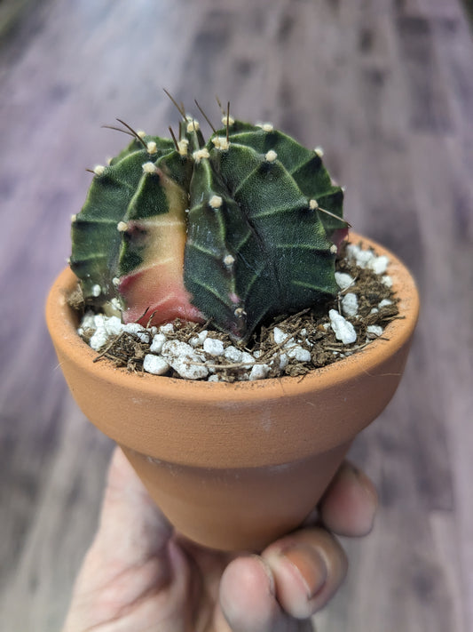 Gymnocalycium mihanovichii hybrid (3") [ID #78682890224]