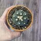 Astrophytum asteria [ID #69544763893]