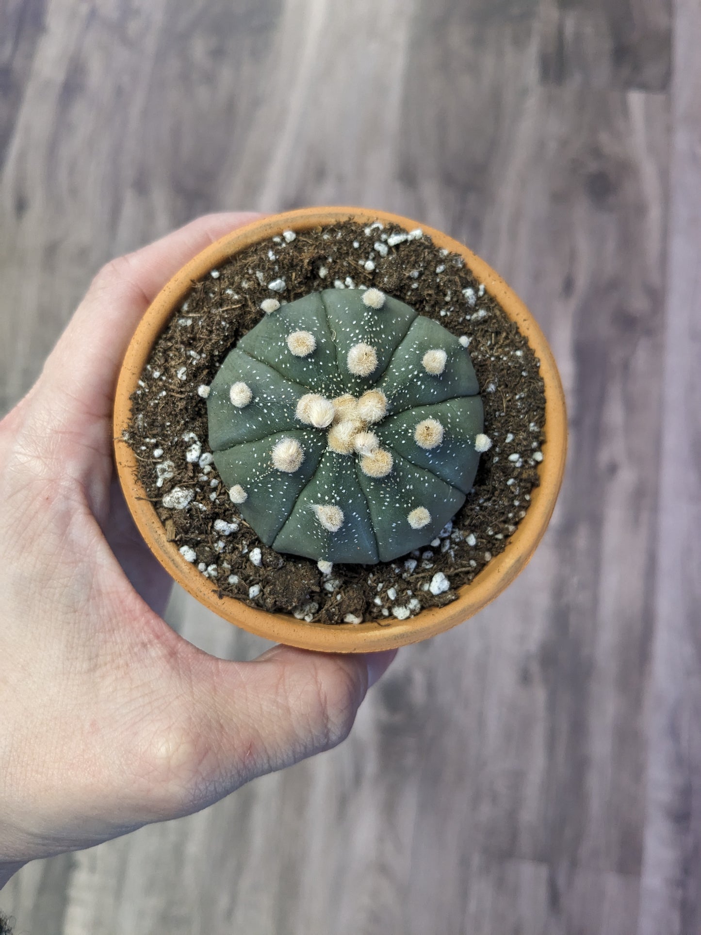 Astrophytum asteria [ID #69544763893]