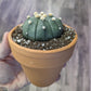 Astrophytum asteria [ID #69544763893]