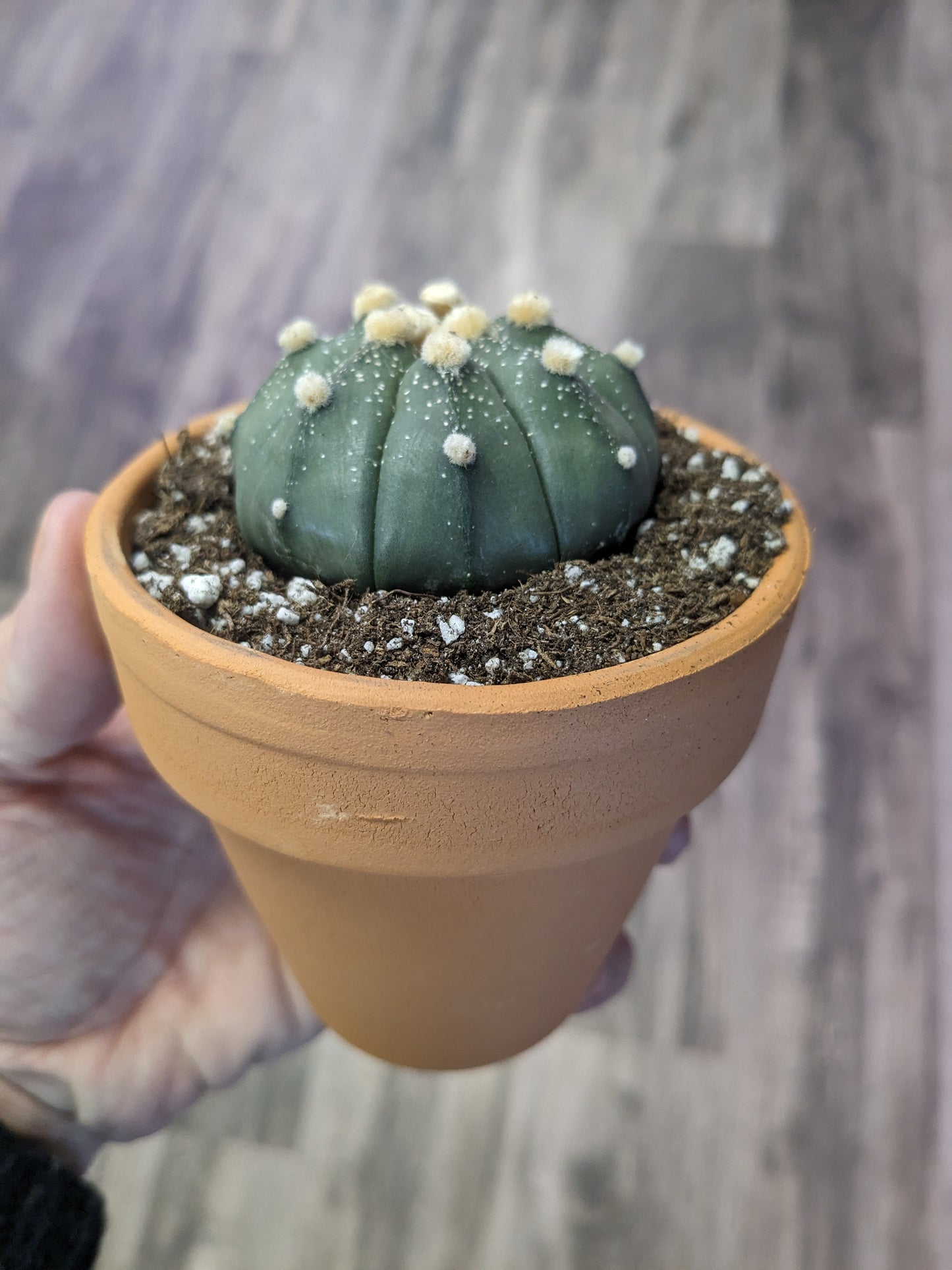 Astrophytum asteria [ID #69544763893]