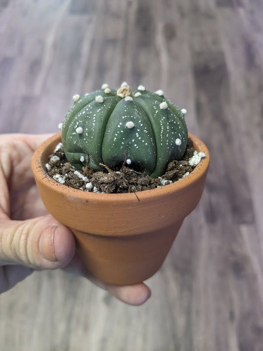 Astrophytum asteria [ID #67377475190]