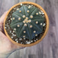 Astrophytum asteria [ID #33323661533]