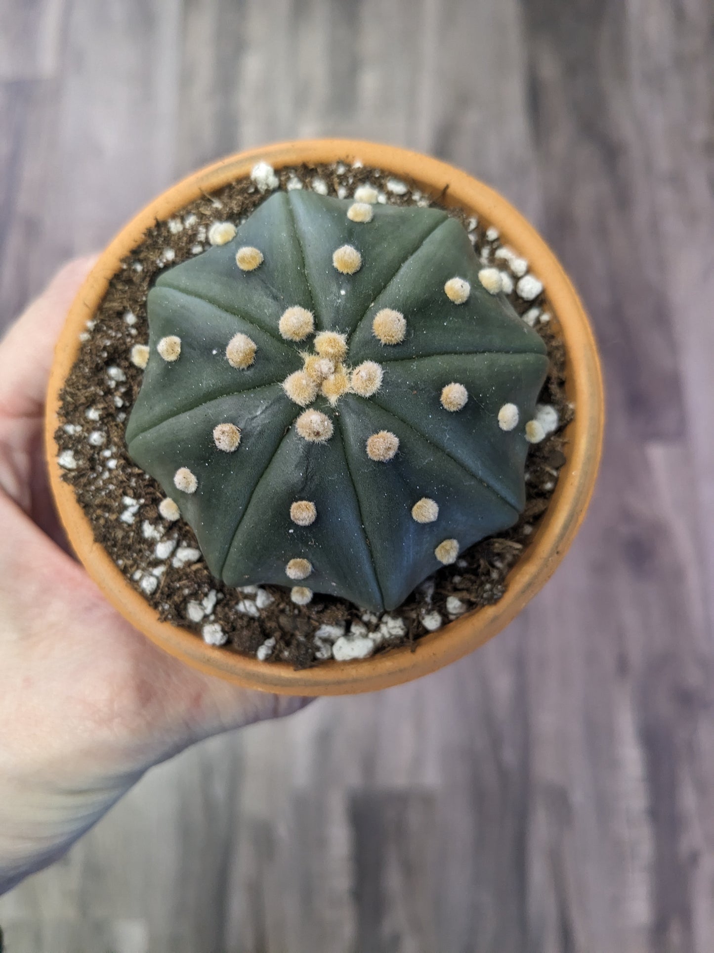 Astrophytum asteria [ID #33323661533]