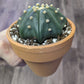 Astrophytum asteria [ID #33323661533]