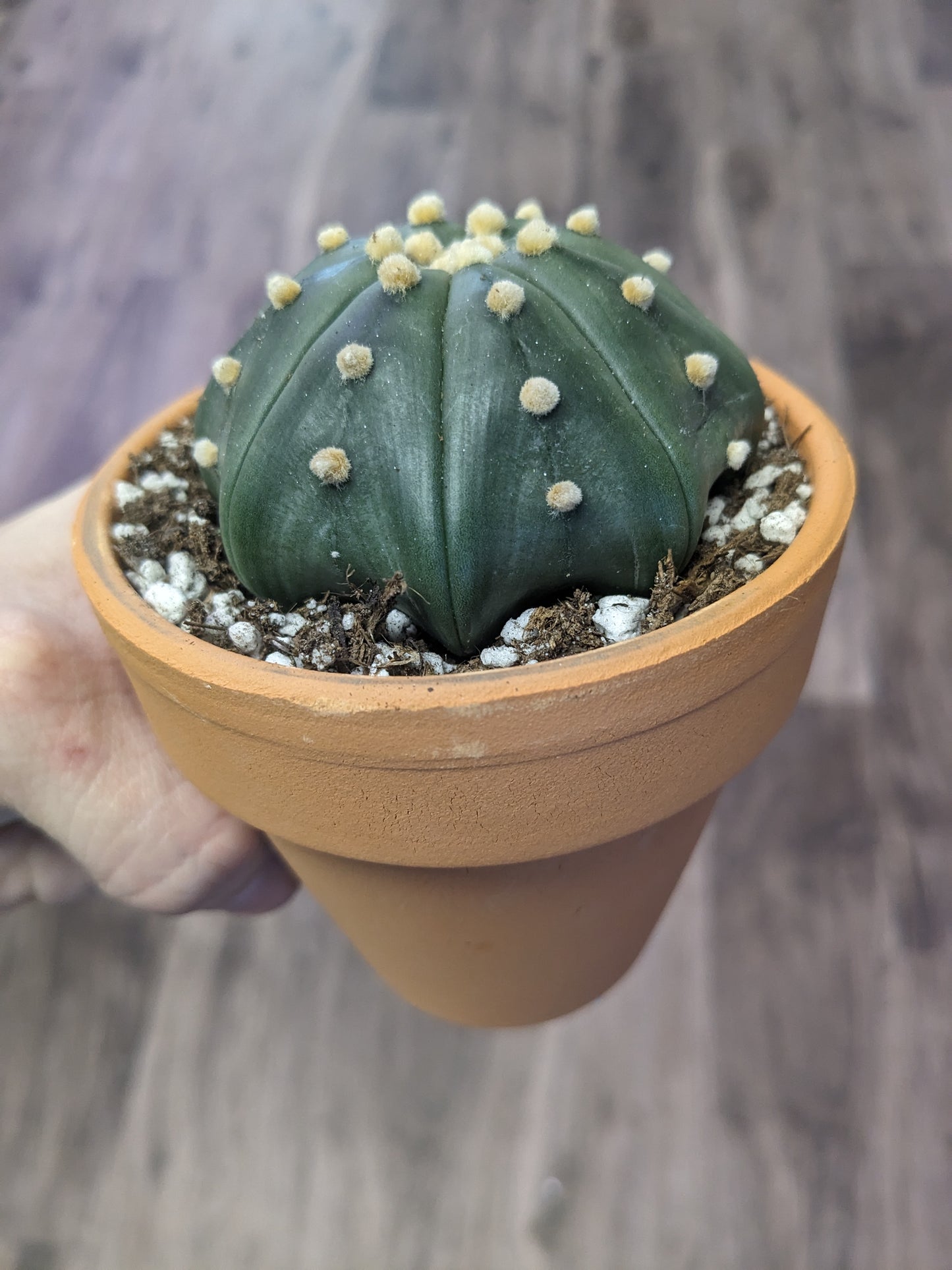 Astrophytum asteria [ID #33323661533]