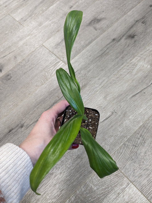 Pothos Silver Streak (Rooted Cutting) [ID #47426570758]