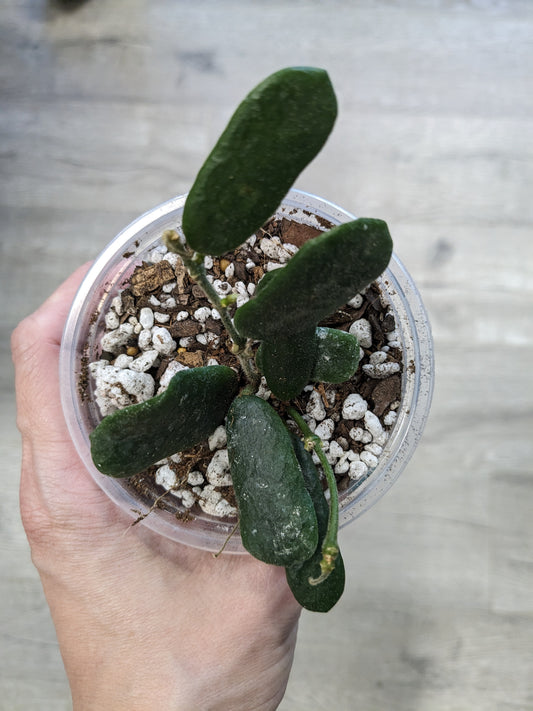 Hoya rotundiflora (3.5") [ID #21055408990]