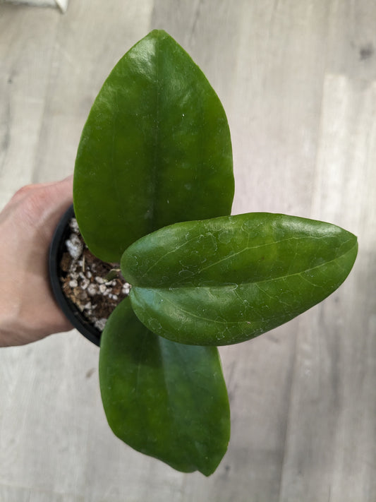 Hoya surigaoensis (3.5") [ID #66404919798]