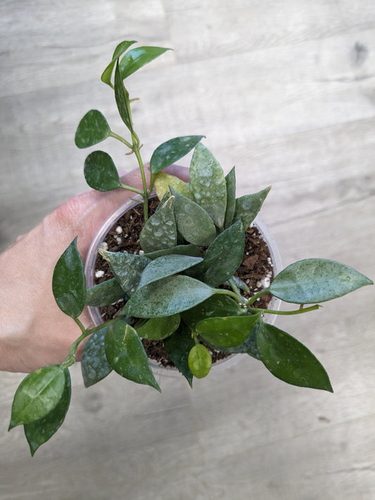 Hoya lacunosa 'Mint' (3.5") [ID #47246359895]