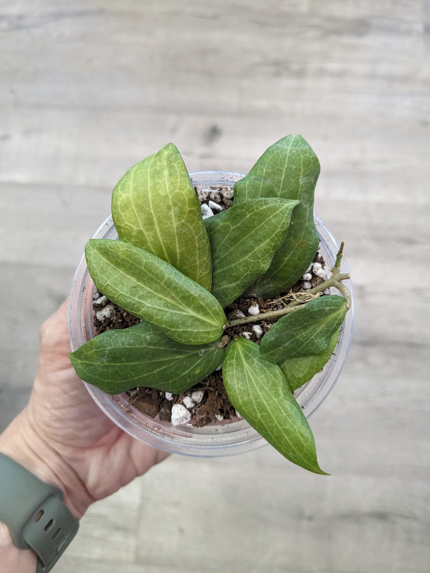 Hoya fitchii 'Pink' (3.5") [ID #44993143706]