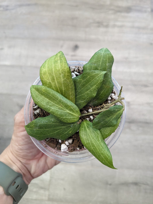 Hoya fitchii 'Pink' (3.5") [ID #44993143706]