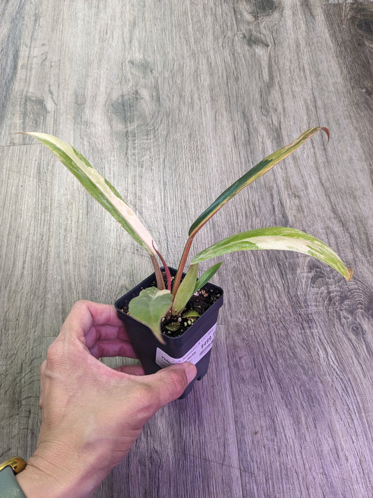 Philodendron Caramel Marble [ID #28263279264]