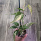 Philodendron hederaceum 'Rio' [ID #95619175060]