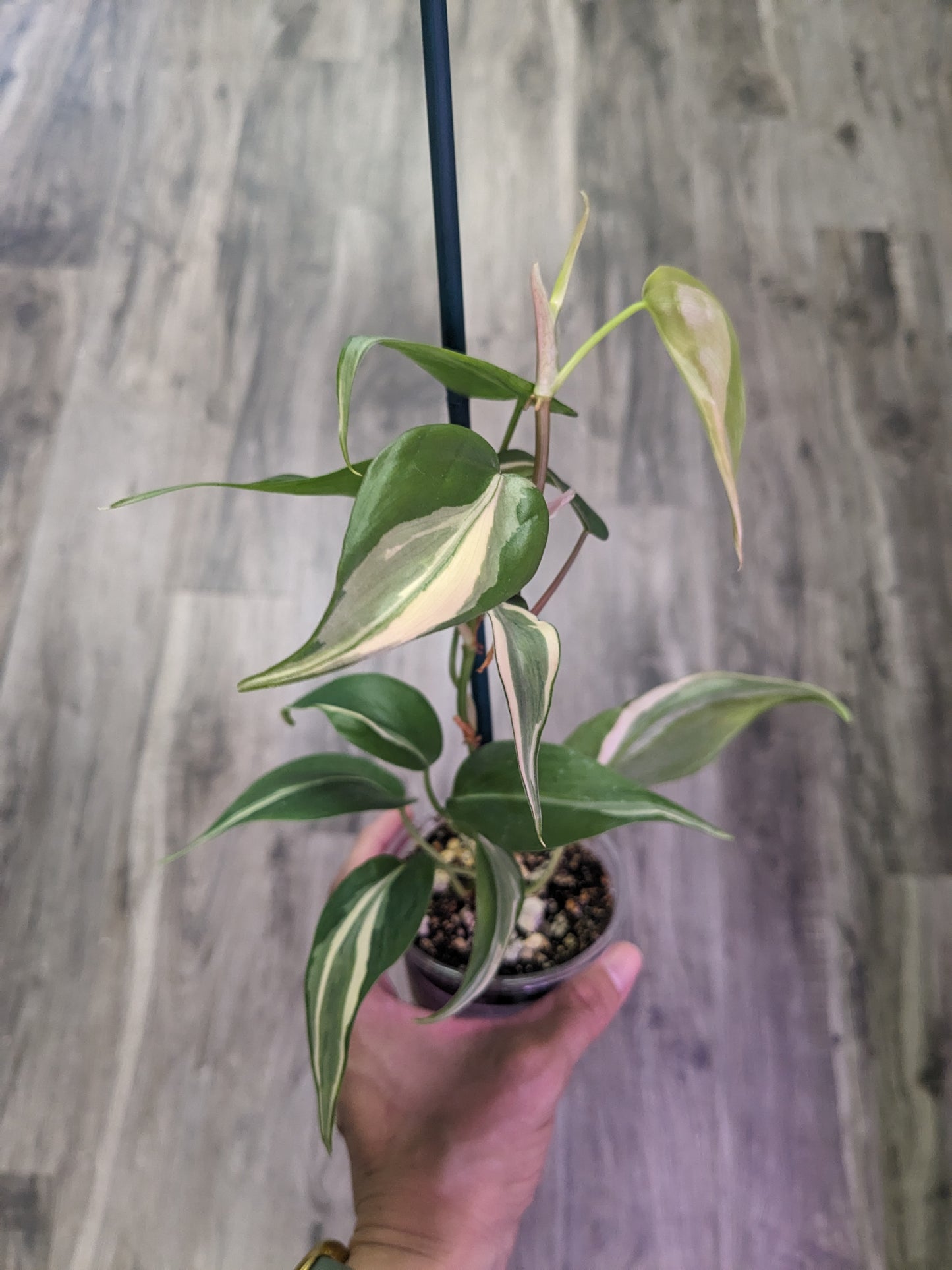 Philodendron hederaceum 'Rio' [ID #95619175060]