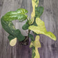 Philodendron Bipennifolium variegated 'Violin' [ID #83826753345]