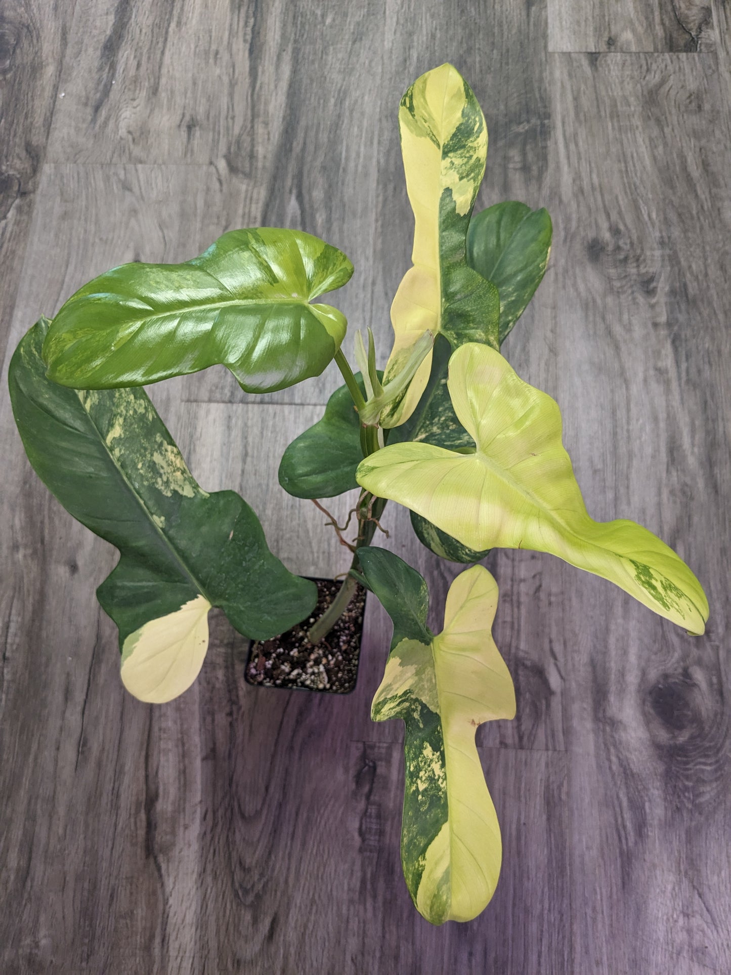 Philodendron Bipennifolium variegated 'Violin' [ID #83826753345]