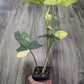 Philodendron Bipennifolium variegated 'Violin' [ID #83826753345]