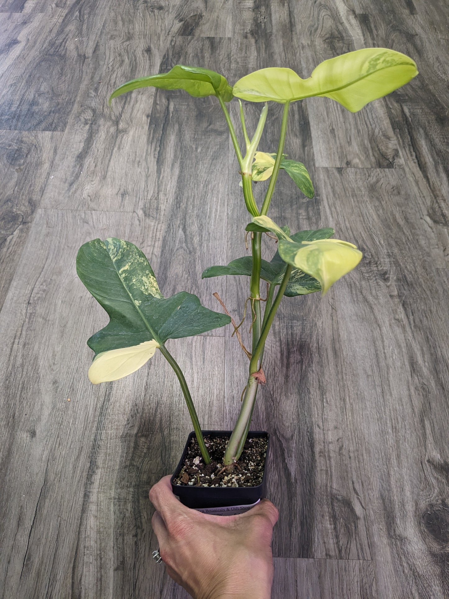 Philodendron Bipennifolium variegated 'Violin' [ID #83826753345]