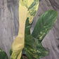 Philodendron Bipennifolium variegated 'Violin' [ID #83826753345]