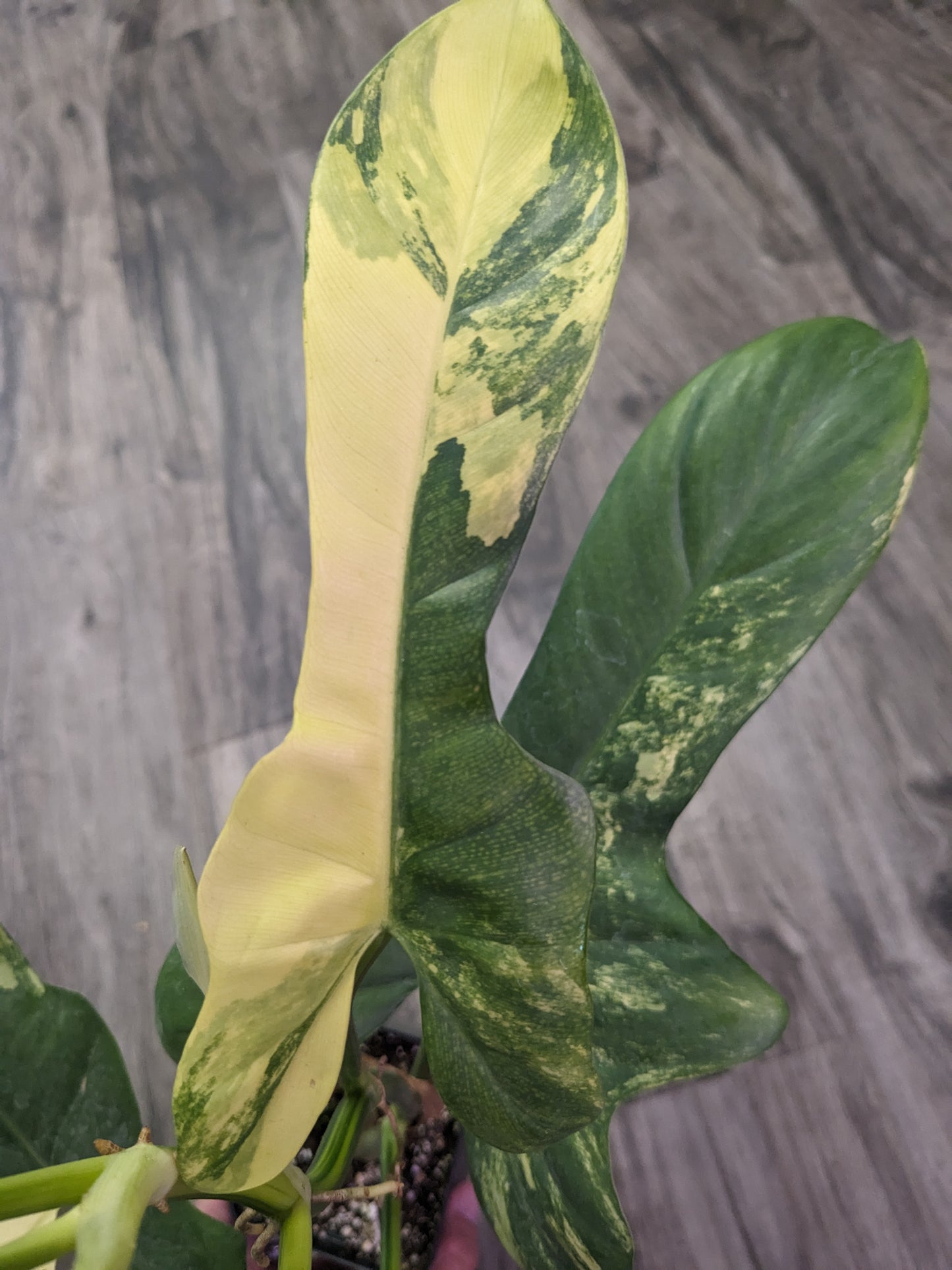 Philodendron Bipennifolium variegated 'Violin' [ID #83826753345]