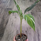 Musa Florida variegated 'Banana Tree' [ID #42258918672]