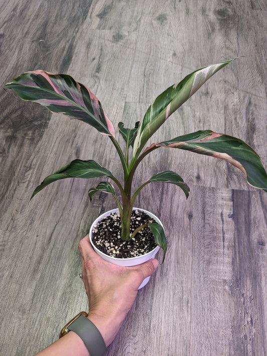 Musa Nono Pink Variegated 'Banana Tree' [ID #30246595612]