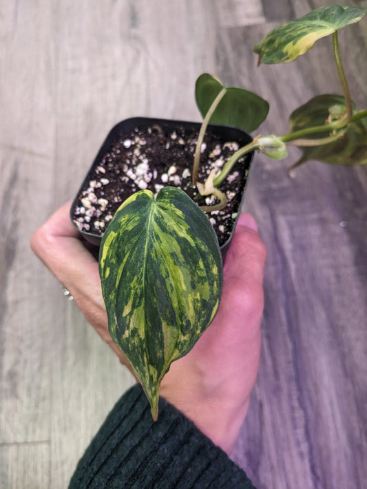 Philodendron Micans Variegated [ID #32396031269]