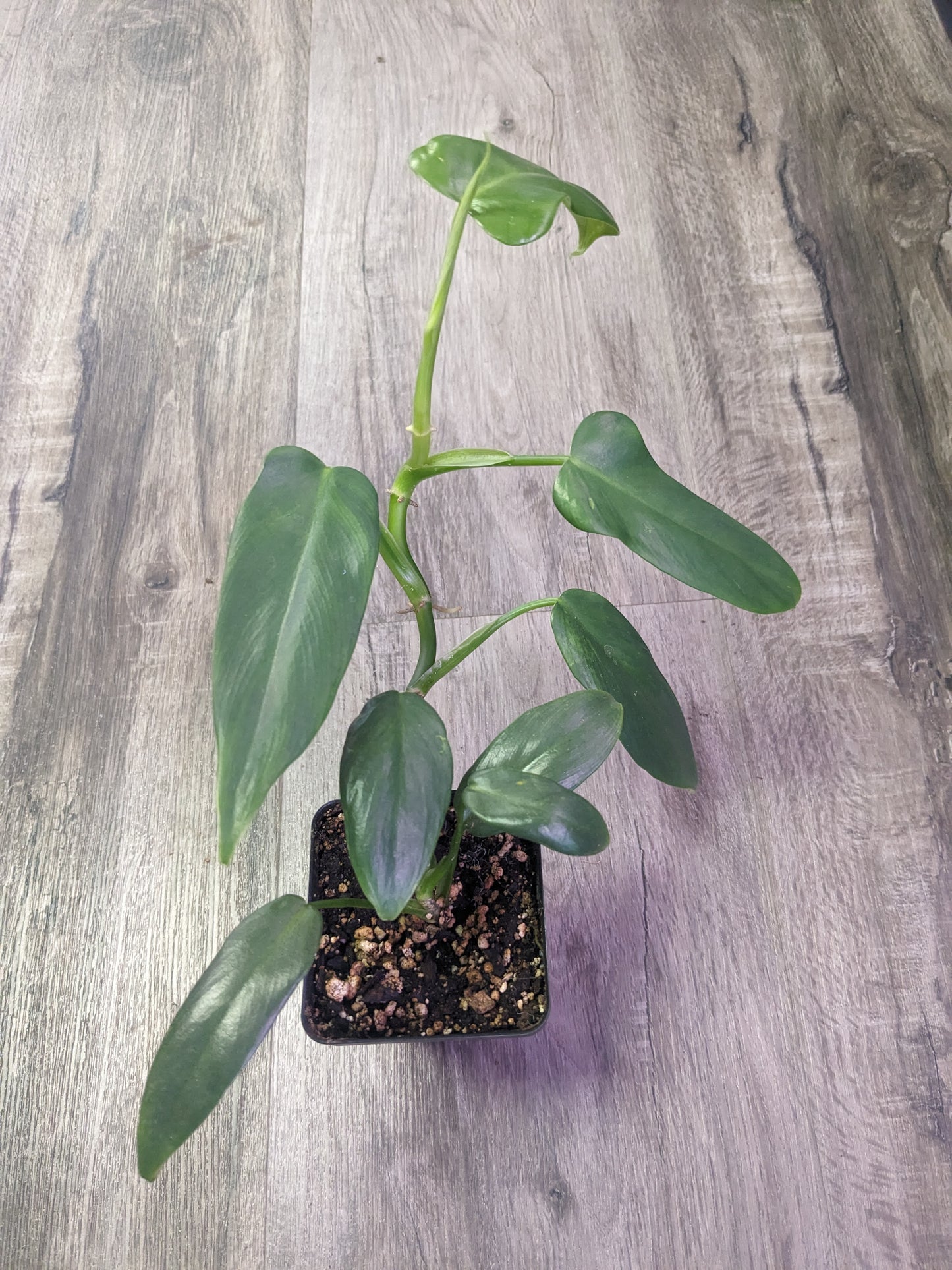 Philodendron Bipennifolium 'Splash Gordon' [ID #52423706460]