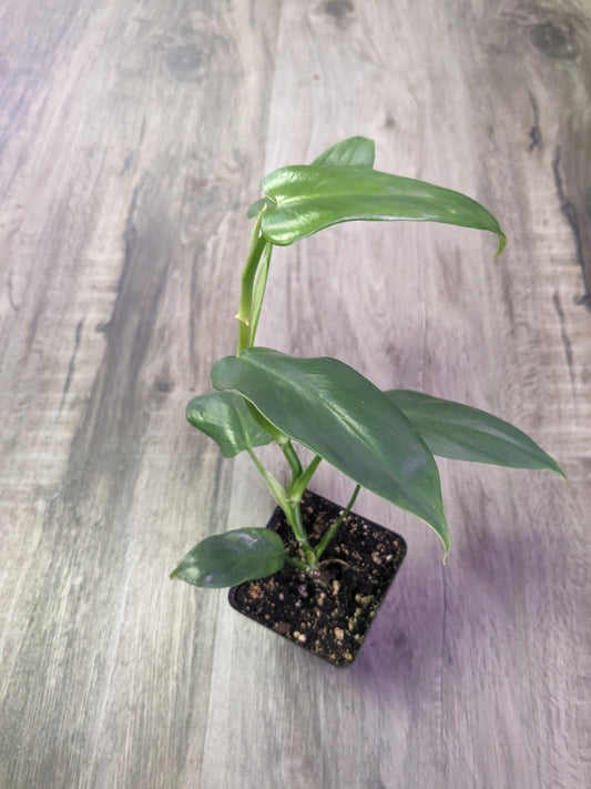 Philodendron Bipennifolium 'Splash Gordon' [ID #37194951307]