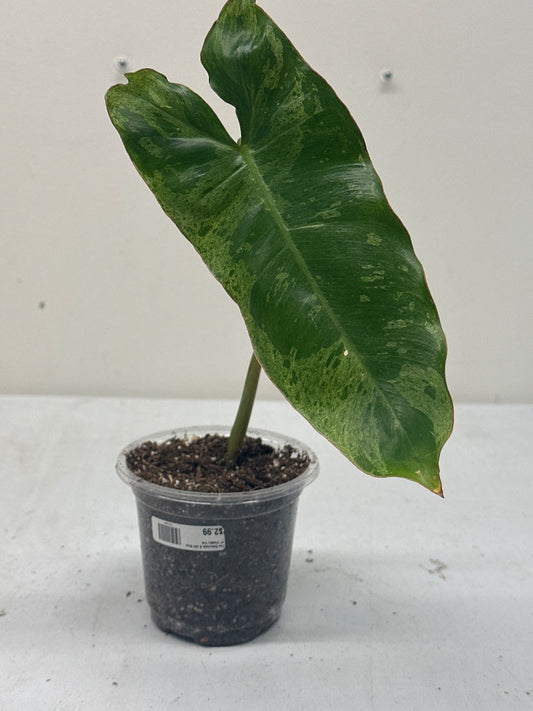 Philodendron sp. 'Paraiso Verde' (#157812553150)