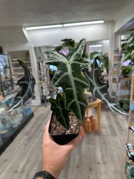 Alocasia nobilis (#828739351313)