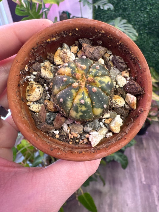 Astrophytum asteria 'Vari' (#769687301710)