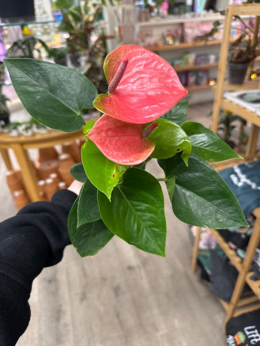 Anthurium andraeanum 'Pink' (#153670902114)