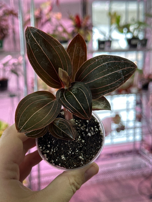 Ludisia discolor 'Jewel Orchid' (#972818414666)